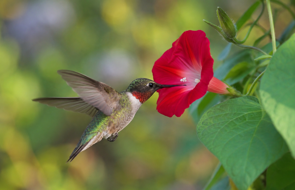 morning glories attracting hummingbirds - wildlife garden pollinator flower